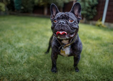 Unique French Bulldog Names: 212 Ideas for Your Frenchie