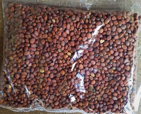 Long Radish Seeds - Local Seeds from uttarakhand – Bakhli