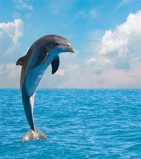 Facts About Dolphins Dolphin Mating & Reproduction | Overview & Facts