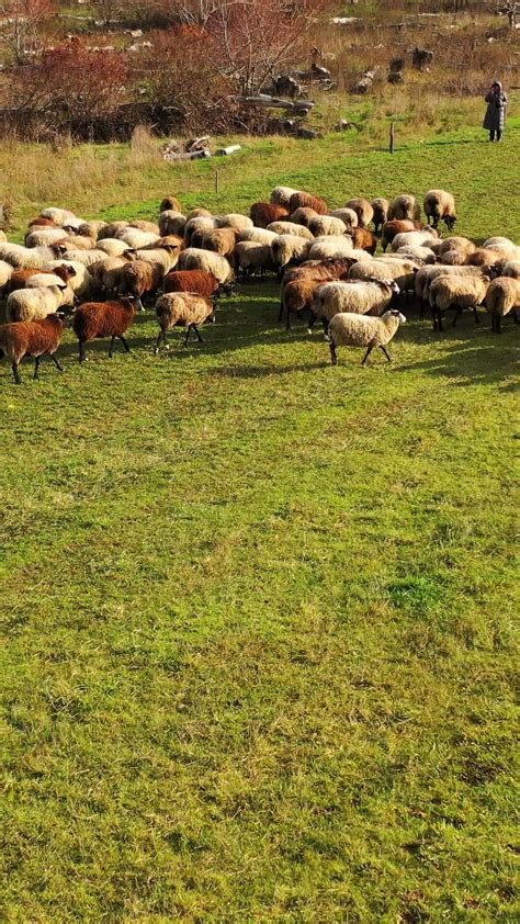 Herd of sheep in a meadow. Group of fluffy sheep grazing on a field ...