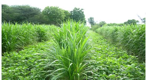 Fodder Production | ICAR