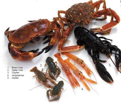 Image result for Class Crustacea Main Features