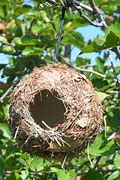 Image result for Grass Nest for Small Pets