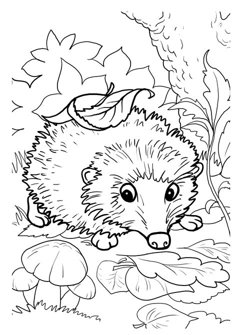 Hedgehog Colouring Sheet