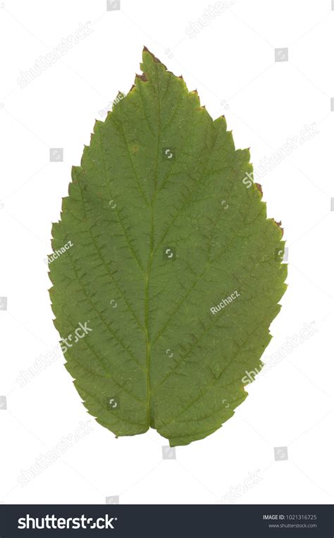 Image result for Leaf Texture High Resolution