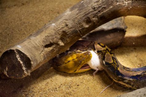 Image result for Green Python Eating Rat