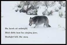Lone Wolf Quotes Hd Wallpaper by Lone Wolf Wallpapers Wallpaper Cave Lone Wolf Quotes Hd Wallpaper