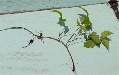 How to Kill Poison Ivy: A Complete List of Methods and Tips - Dengarden