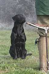 Image result for Working Cockapoo Gun Dog