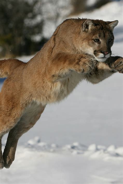 Mountain Lion Calling 101 | Mountain Lion Hunting: The Ultimate Guide ...