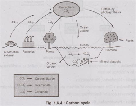 Ecosystem Flow Chart 的图像结果