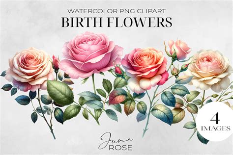 Rose Birth Flower PNG Clipart Graphic by NadineStore · Creative Fabrica