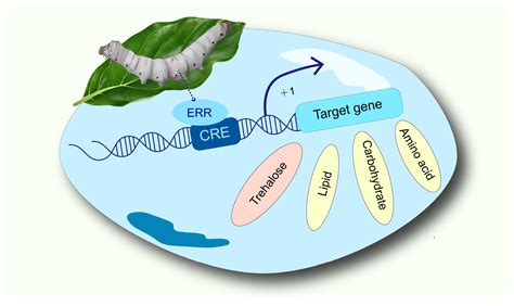 Estrogen-Related Receptor Potential Target Genes in Silkworm (Bombyx ...