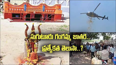 Suguturu Gangamma Jatara: హెలికాప్టర్‌తో కమెడియన్ సప్తగిరి పూలవర్షం.. ఈ ...