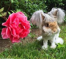 Image result for Long Haired Plush Bunny