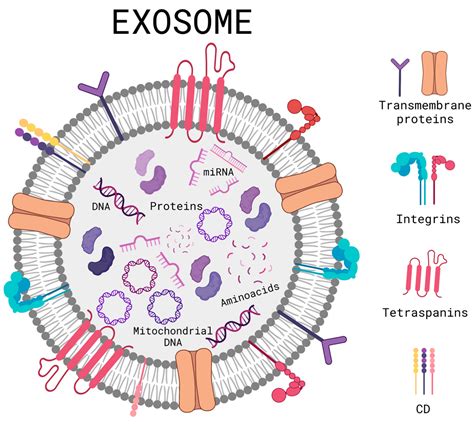 Exosomes: A Promising Strategy for Repair, Regeneration and Treatment ...