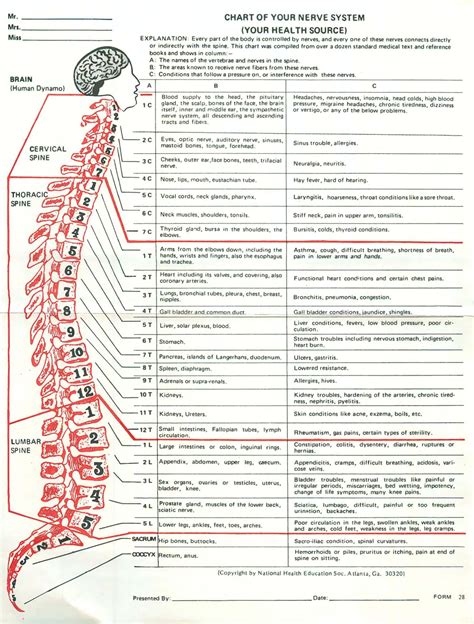30+ Free Printable Spinal Column & Spinal Nerve Charts PDF