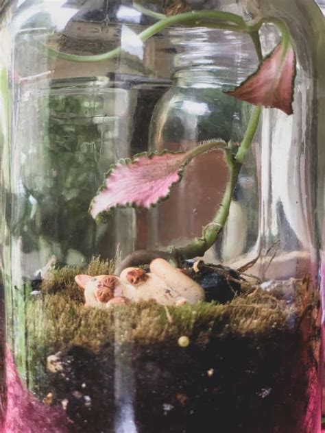 Image result for Terrarium Making111