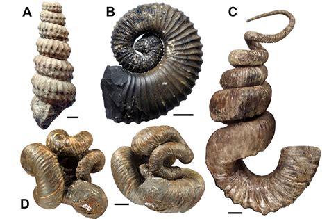 Image result for Ancient Shell Sea Creature
