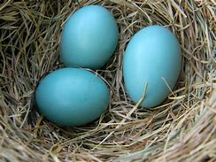 Image result for Baby Bunny Nest