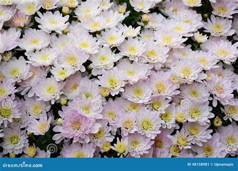 White Mums Flower, Chrysanthemum. Stock Image - Image of purple ...