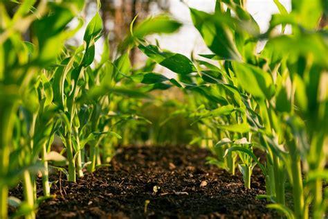 Greenjoules Pvt Ltd — India's Pioneer in 2nd-Generation Biofuels