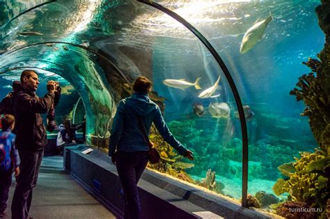 Океанариум Сочи - Sochi Discovery World Aquarium, цены 2021