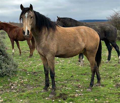 Stallions & Geldings - Yeguada La Perla