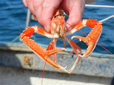 SHELLFISH SAFARIS (2025) All You Need to Know BEFORE You Go (with ...