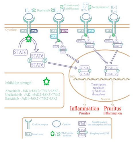 How to Understand Personalized Medicine in Atopic Dermatitis Nowadays?