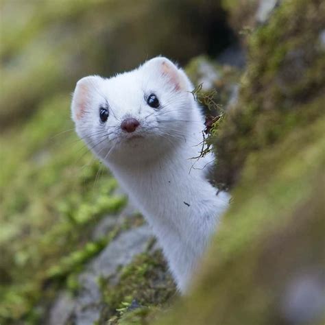 Some stoats (a.k.a. weasels) turn completely white in winter - except ...