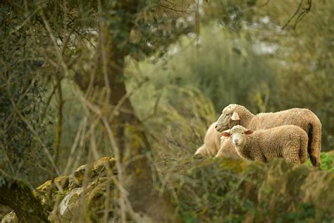 Animals 的图像结果