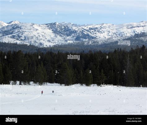 Skiers traverse the Fawn Pass Trail in Yellowstone National Park, enjoying winter activities in ...