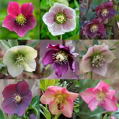 Buy Lenten rose hellebore Helleborus × hybridus: Delivery by Waitrose ...