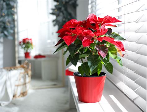 How To Prune Your Poinsettia - Backyard Boss