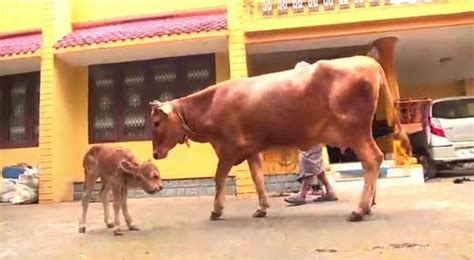 Cow gives birth to a calf with two heads in Kerala – see pictures
