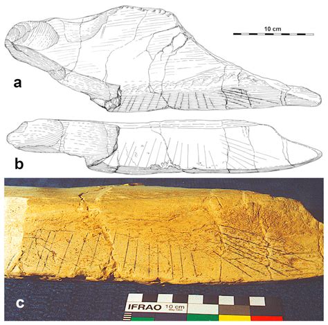 The Lower Paleolithic Engravings of Bilzingsleben, Germany