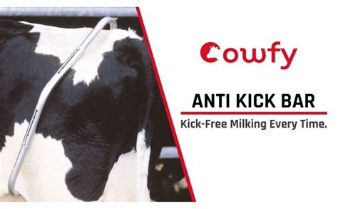Cowfy Anti Kick Bar for Cows & Buffaloes and Fit | Durable and Rust ...