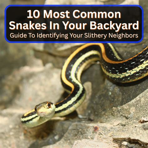 Live Snake Traps 的图像结果