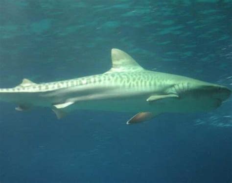 Tiger sharks at Umkomaas in Kwazulu-Natal | TimesTravel