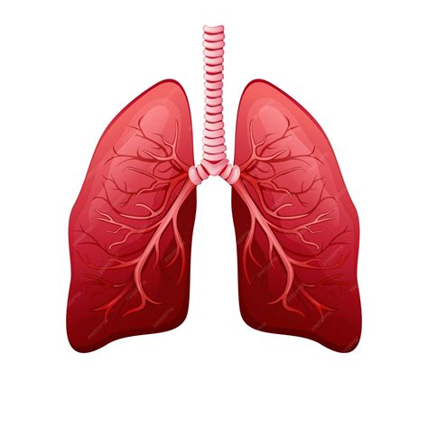 Healthy Lungs