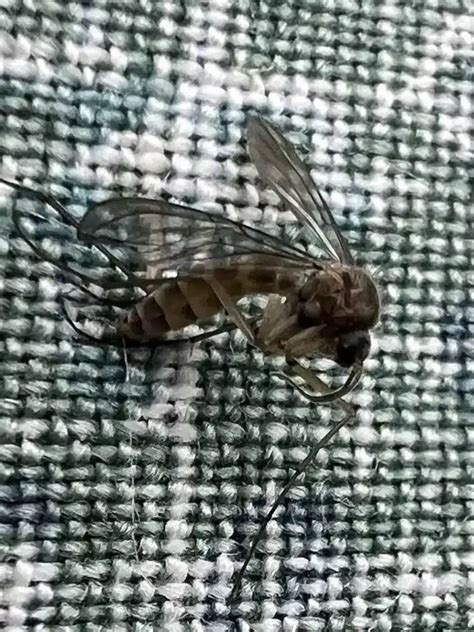 Tiny Black Bugs in Bathroom: Complete Identification Guide