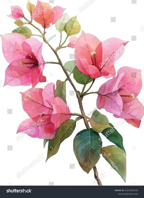 Bougainvillea Flower Drawing Bougainvillea Illustration Images Free