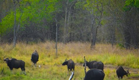 JUNGLE SAFARI – TADOBA » Avenues World