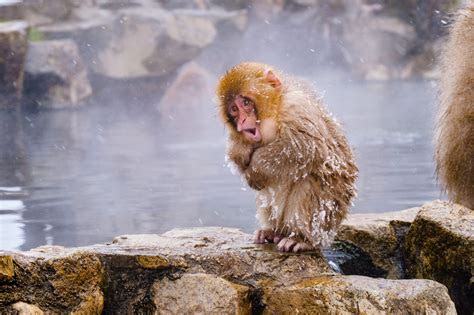 Japan Animals 的图像结果