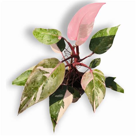 Green Paradise® Pink Philodendron Princess (Pink Money Plant) Live Pla ...