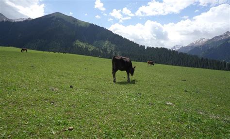 草原牛 的图像结果