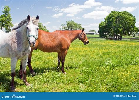 Two horses in pasture stock photo. Image of pastureland - 9330796
