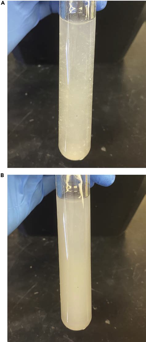 Tumor Tissue Homogenization Protocol 的图像结果