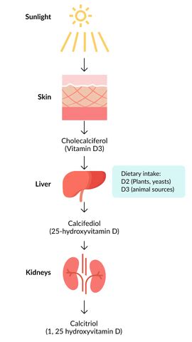 Why Is Vitamin D Deficiency So Common Today? – Nutrova